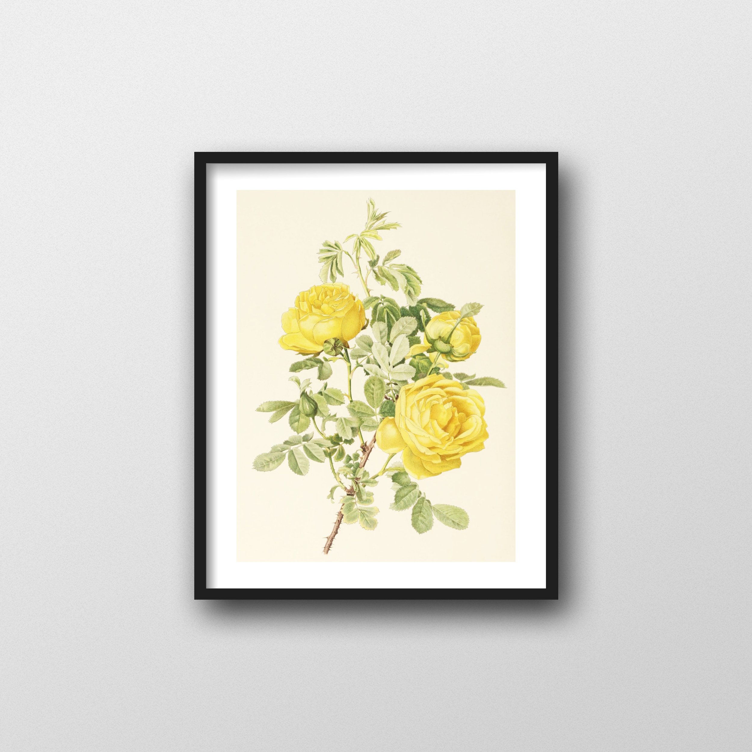 2059+Yellow+Rose+Frame.jpg?